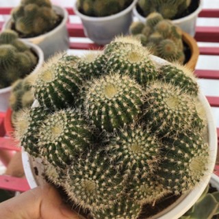 Bụi xương rồng len bụi to