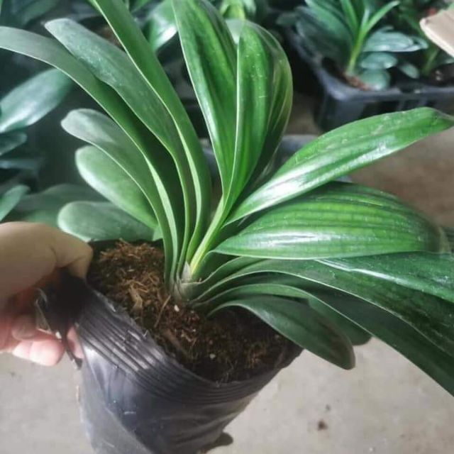 Hoa Lan Quân Tử Siêu Đẹp