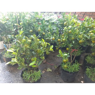 Cây tắc ta cao 50cm