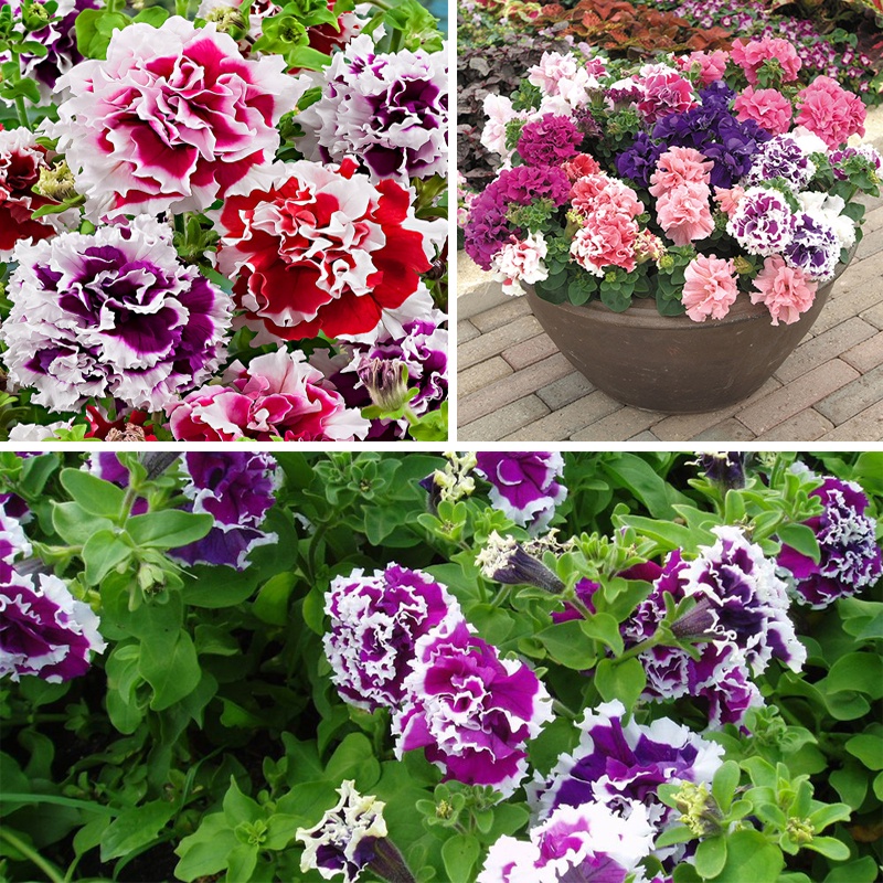 500H - #Hạt_Giống_Dạ_Yến_Thảo_Kép (Tặng kèm phân bón, kích mầm)