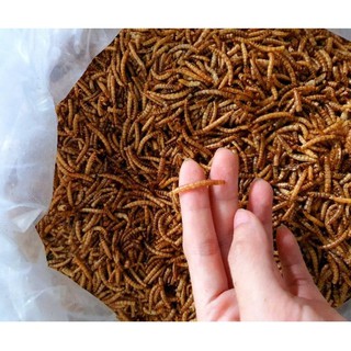 Sâu rang khô