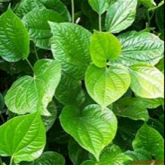 10 cây lá lốt rể trần