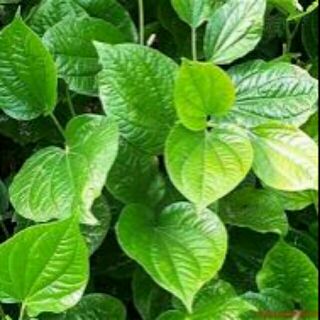 10 cây lá lốt rể trần