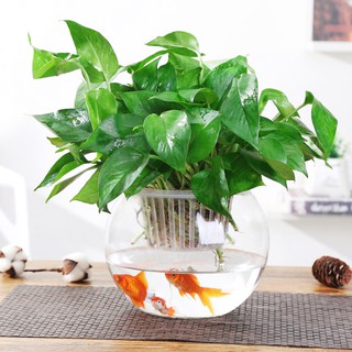 Bình trồng cây nuôi cá chất liệu thủy tinh trong cao 12cm rộng 12cm. Dùng để trồng cây, nuôi cá, thả cánh hoa để bàn