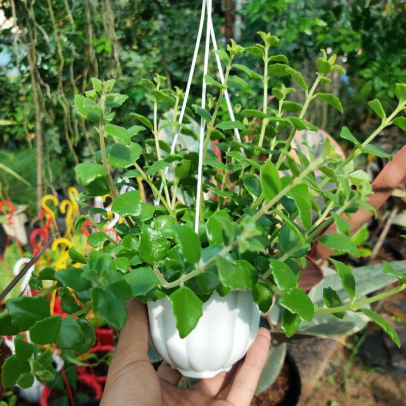 Cây vảy rồng chậu treo mini