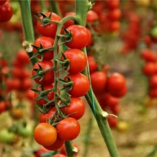 30 hạt giống cà chua chuỗi ngọc