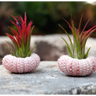 Vỏ nhum trang trí, dụng cụ trang trí cây không khí, nhà cửa,vỏ sò trang trí