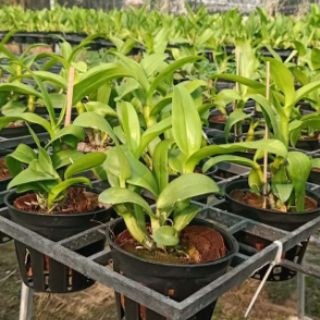 Lan denro nắng 3 lưỡi tím
