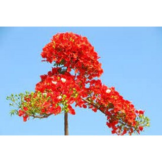 CÂY GIỐNG CÂY HOA PHƯỢNG ĐỎ ( HOA PHƯỢNG VỸ ĐỎ)