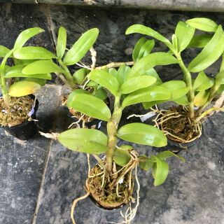 Trầm Rồng đỏ