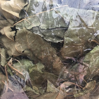 Lá mật gấu khô 🌿