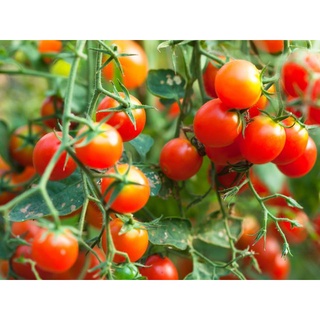Hạt giống cà chua bi lai f1 hn42