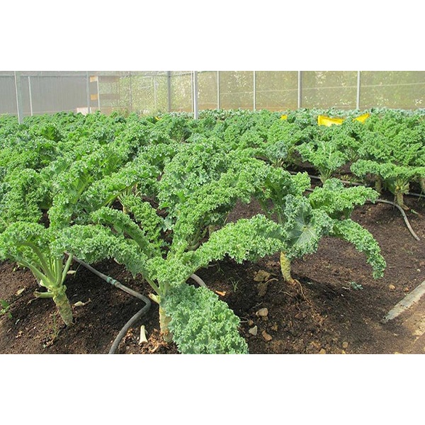 Hạt Giống Cải Xoăn Kale/ Cải Xoăn Xanh Chịu Nhiệt  - Dễ Trồng, Dinh Dưỡng Cao - MUA 3 TẶNG 1 CÙNG LOẠI