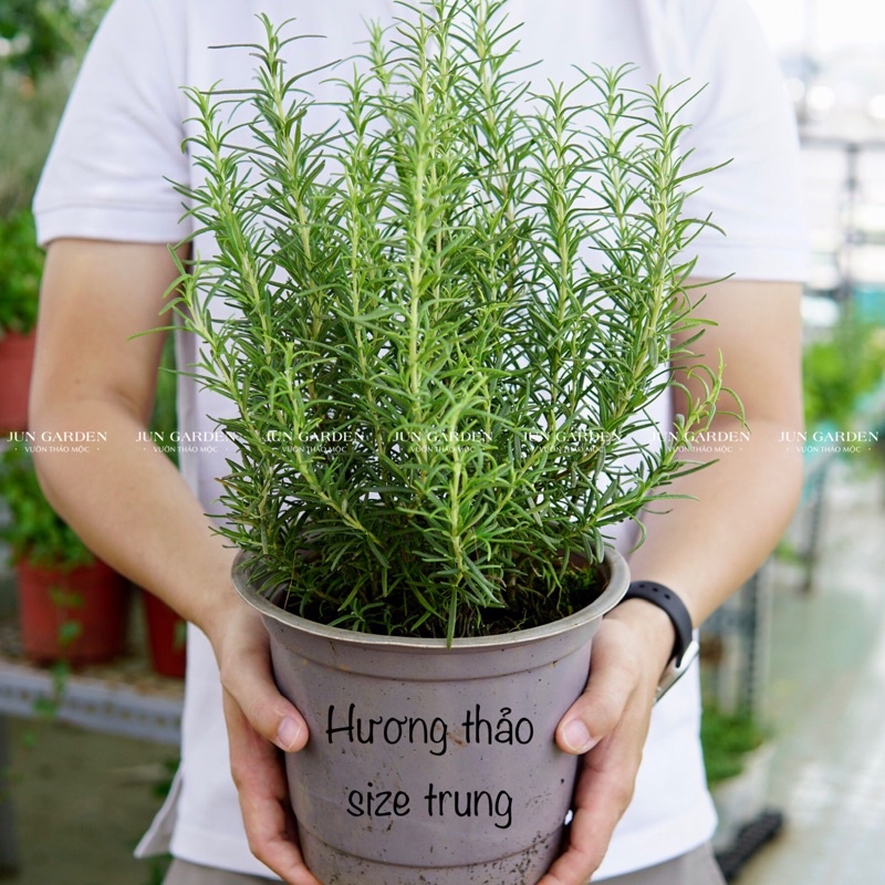 2-3 gốc Cây Hương Thảo Rosemary khoẻ, dễ trồng, đuổi muỗi, làm gia vị.