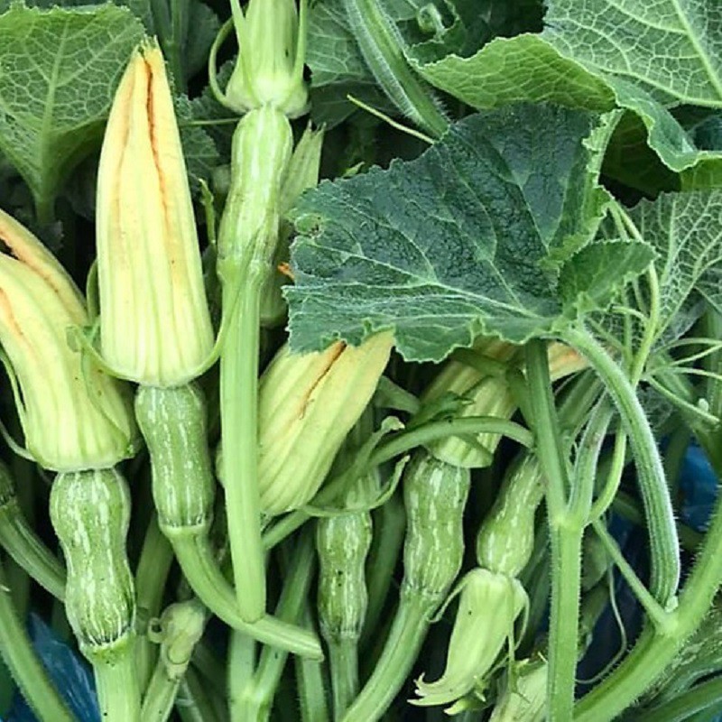 Hạt Giống Bí Ăn Nụ Giòn Ngọt Gói 10H