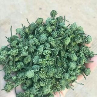 Sỉ giá gốc siêu rẻ nụ hoa tam thất bao tử 1kg
