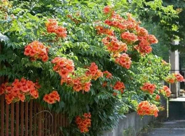 💧🌻💧Cây hoa leo đăng tiêu siêu đẹp rực rỡ ban công 💧🌻💧