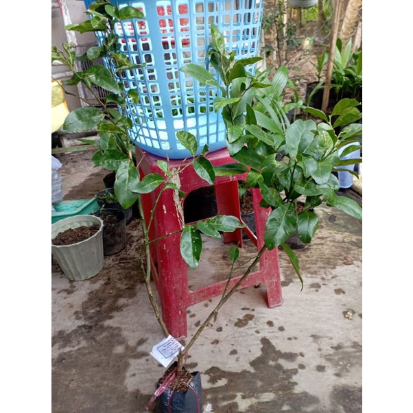 Chậu cây Chanh Đào