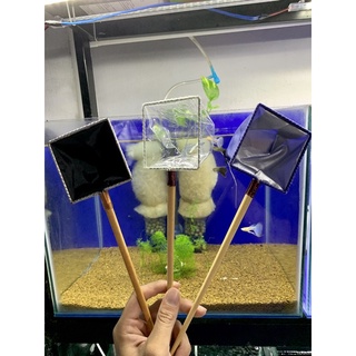 |Vợt Show Cá| Guppy, Betta.