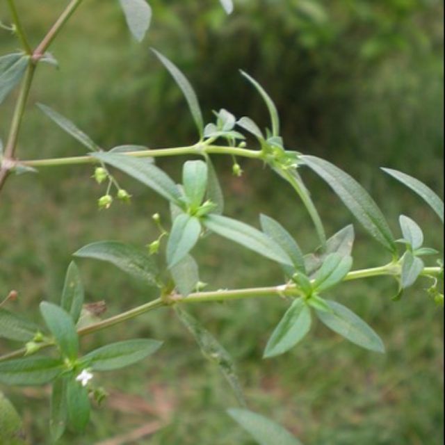 Dây lữ đồng phơi khô 1 ký