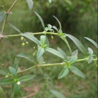 Dây lữ đồng phơi khô 1 ký