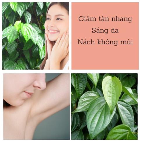 Bột Lá Trầu Không xông hơ - làm hồng - se khít vùng kín sau sinh dạng túi lọc