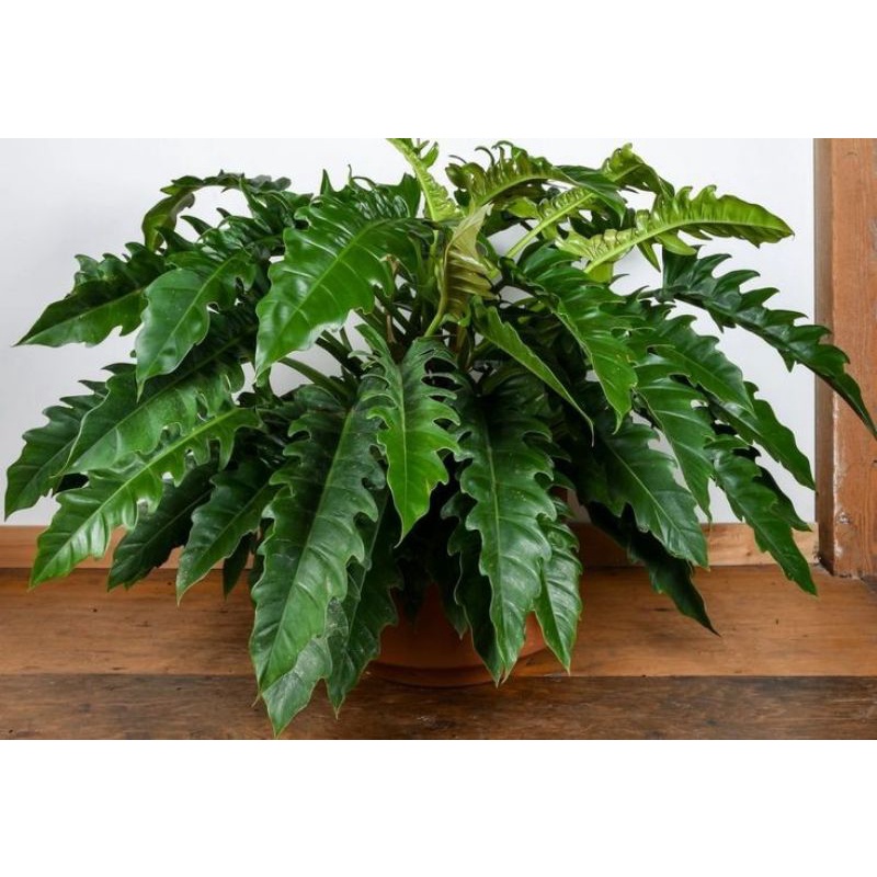 Philodendron jungle boogie - trầu bà cung đàn, cây khoẻ mạnh phát triển tốt