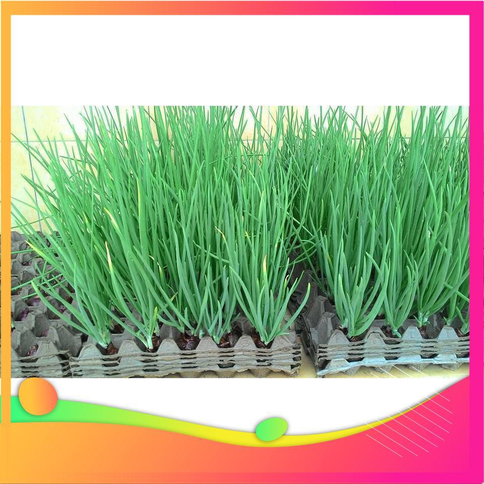 Hạt Giống Hành Lá - 5 Gram Hạt  VIETGAR