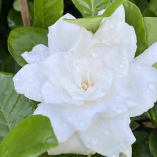 Chậu hoa Lài thiên hương...hoa lớn