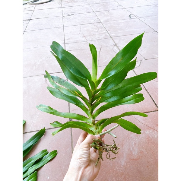 GIÁNG HƯƠNG TAM BẢO SẮC LÁ XẾP HÀNG THUẦN BÓC