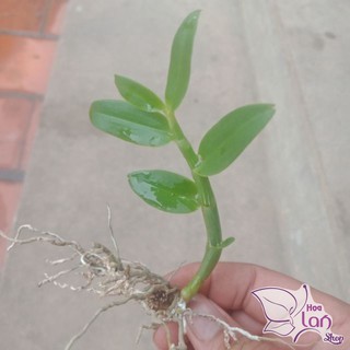 Phi điệp 5 cánh trắng Phú Thọ ki năm 2