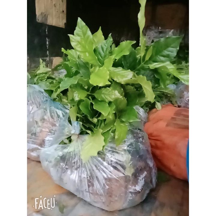Cây cà phê giống cấy mô phù hợp mọi loại đất