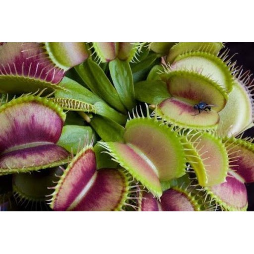 Chậu cây bẫy kẹp bắt mồi - Venus Flytrap