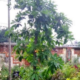 Cây sala(tha la, ngọc kỳ lân) cao từ 50-100cm.