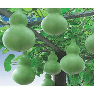 Hạt Giống Bầu Hồ Lô Cao Sản - 6 hạt
