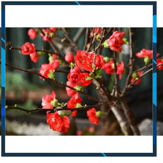 [BÁN CHẠY] Mai Đỏ bonsai TỨ QUÝ CHẬU HOA QUANH NĂM SIÊU ĐẸP