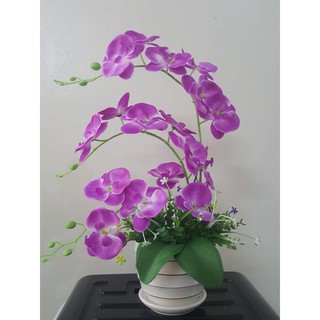 bộ nguyên liệu làm lan móng rồng, lan hồ điệp