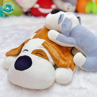 Chó Bông Mắt Đốm