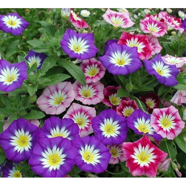 HẠT GIỐNG HOA BÌM BÌM MIX (Hoa bìm bịp nhiều màu)