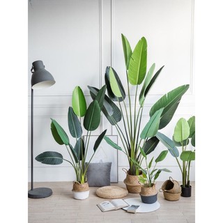 Cây chuối cảnh nhân tạo lá bóng 1.8m - Cây chuối cảnh giả