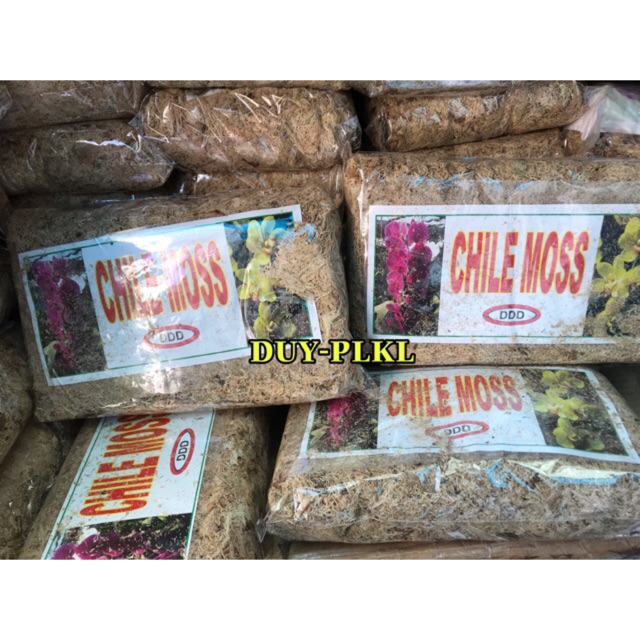Dớn trắng chile moss - Dớn mềm : túi -  . Giá thể trồng lan! Dớn trồng lan, dớn giữ ẩm cho hoa lan.
