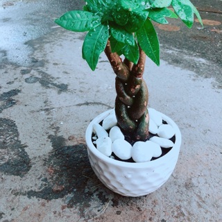 Chậu Kim Ngân Thắt Bính 3 Thân