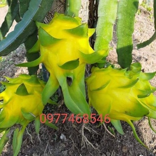 Cây thanh long vỏ vàng ruột trắng Thái Lan