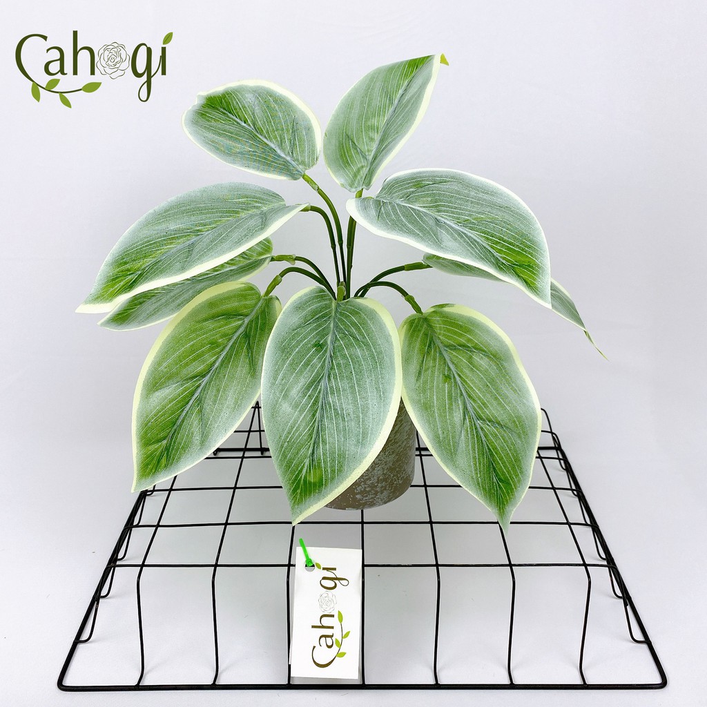 Cây Giả Cây Bạch Mã Hoàng Tử 30cm