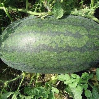 Hạt giống dưa hấu hắc mỹ nhân F1 - Tặng gói hạt giống ngẫu nhiên