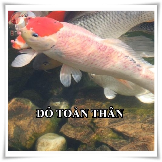 Xử Lý nấm Cá Koi - CMultifi