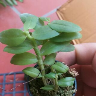 Phi điệp 5ctpt