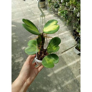Lan cẩm cù đột biến