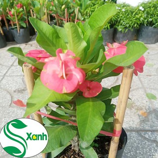 Xương rồng bát tiên