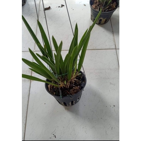 Cây Hoa Lan Brass Hoa Trắng